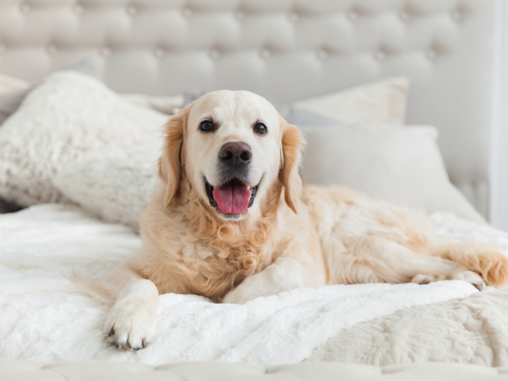 Golden retriever on the bed in home Veteran Air 