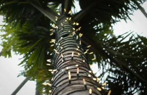 Close-up view looking up at a palm tree trunk wrapped with string lights, with palm fronds visible in the background.
