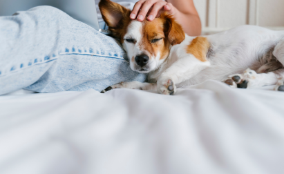 Person sitting on a bed with a laptop, gently petting a small dog that is resting its head on their legs.